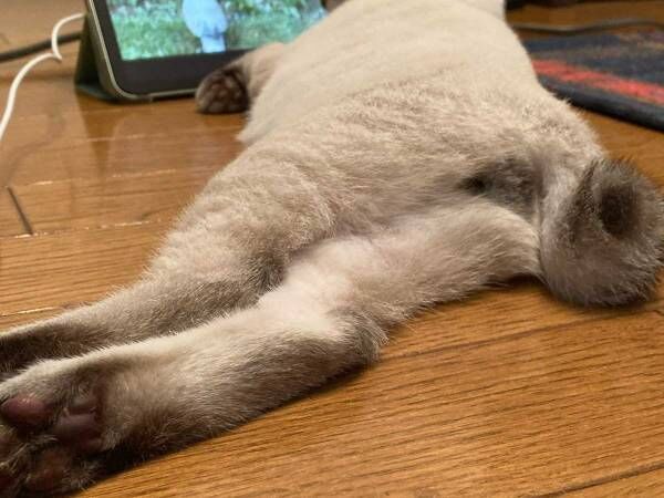 飼い主「これだから令和生まれは…」　愛猫の姿に「けしからん！」「中身、人間？」