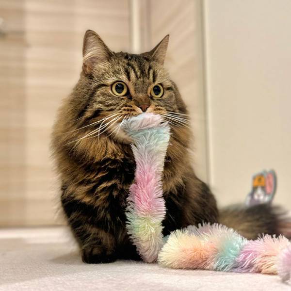 間に合わなかったか…　猫の写真に「もうそれにしか見えない」「真顔がじわる」