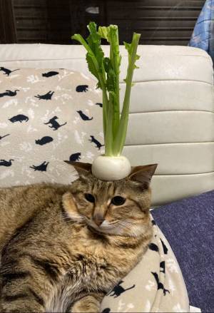 「大根が高いから」　代わりに買った『野菜』、茎の下が…