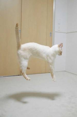 「宇宙人にさらわれている？」　猫の１枚に驚き！