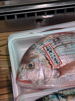 「お刺身いけます！」　鯛の１枚に「面構えが違う」「採用決定」
