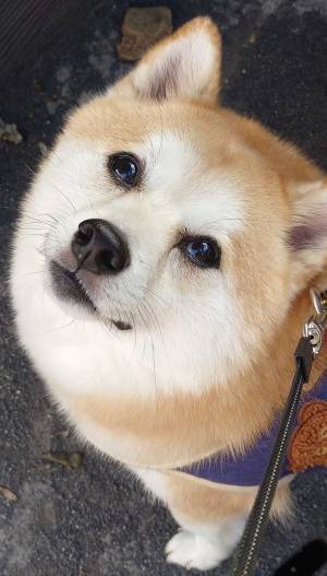 散歩中、柴犬の表情を見た飼い主　瞳をよーく見てみると？「宝石みたい」