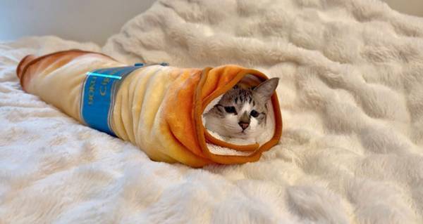 猫に「不安そうな顔」　大人気商品の『じゃない使い方』　写真に「かわいすぎる！」