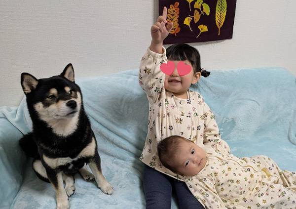 「え、何そのポーズ」　娘を見る、柴犬の表情に「笑った」「戸惑ってる…」