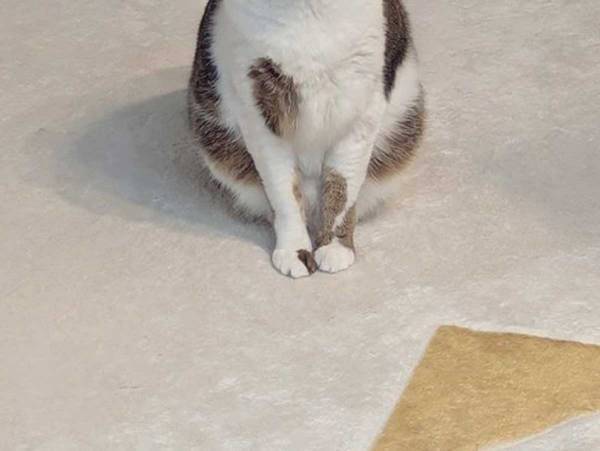 飼い主「懐かないけどヒーターの前でだけは…」　ツンデレ猫の１枚に２万『いいね』