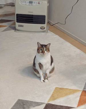 飼い主「懐かないけどヒーターの前でだけは…」　ツンデレ猫の１枚に２万『いいね』