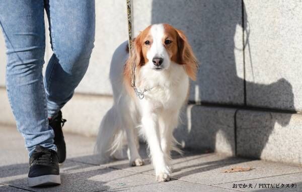 犬の写真