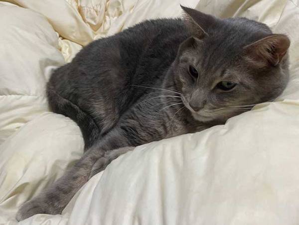 あなたは分かる？　猫の模様、よーく見ると…　「すげー！」「珍しい」