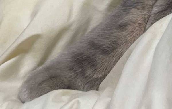 あなたは分かる？　猫の模様、よーく見ると…　「すげー！」「珍しい」