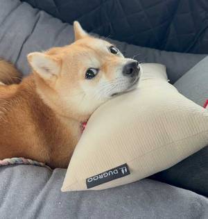 「長生きしてもらうためだから」　飼い主が収めた柴犬の写真に反響　表情が…？