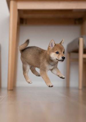 「合成かと思った」「ビックリした」　愛犬を収めた１枚に１０万『いいね』