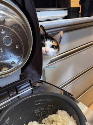 ご飯を炊くと必ず現れる…　写真に「うちにも来てほしい」「かわいい」