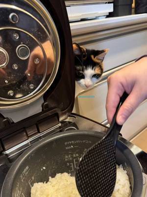ご飯を炊くと必ず現れる…　写真に「うちにも来てほしい」「かわいい」