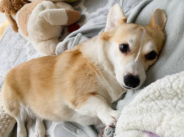 愛犬の２枚に「笑った」「目がすごい」　サツマイモを前にすると？