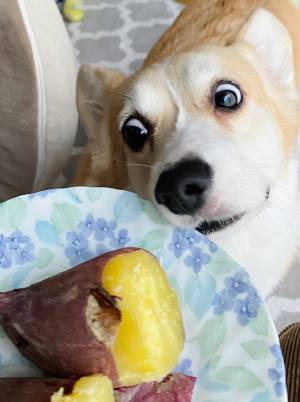 愛犬の２枚に「笑った」「目がすごい」　サツマイモを前にすると？