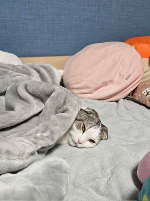 寒くて布団から出られない猫　まさかの展開に「このまま冬眠しそう」
