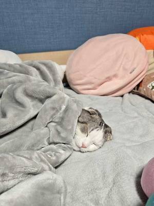 寒くて布団から出られない猫　まさかの展開に「このまま冬眠しそう」