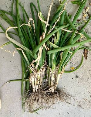 「助けてください」　おじさんからネギをもらった後…展開に「物騒で笑った」