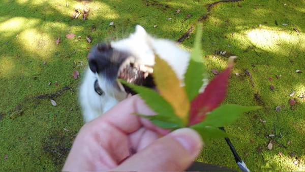 きれいな紅葉を見つけた飼い主　愛犬と、写真を撮ろうとしたら…？