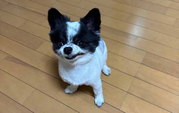 「どうしておやつをくれないの？」　悔しさが伝わる表情に「笑った」「悪い顔をしている」