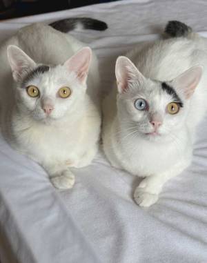 仕事に行く準備をする飼い主　愛猫の視線に「笑った」「これは出社できない」