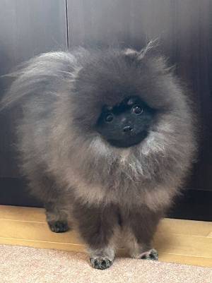 飼い主「男の子にクッパみたいといわれた」　犬の姿に「個性強い」「眉毛が…」