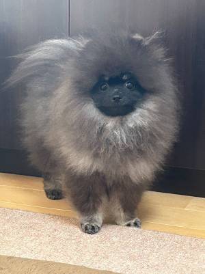 飼い主「男の子にクッパみたいといわれた」　犬の姿に「個性強い」「眉毛が…」