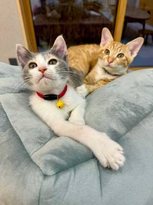 クッションに座る２匹の猫　写真をよーく見てみると…？