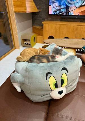 クッションに座る２匹の猫　写真をよーく見てみると…？