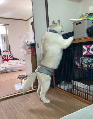 『筋肉ムキムキ』のハスキー　２本脚で立つ姿に「ごめん、爆笑した」「え、マッチョすぎ」