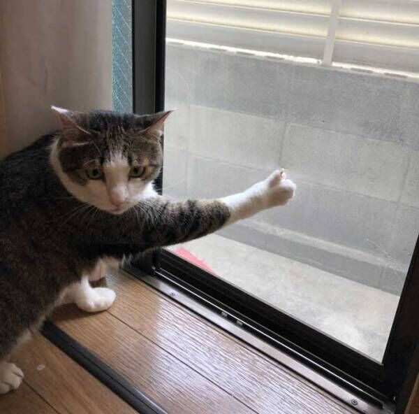 猫の写真