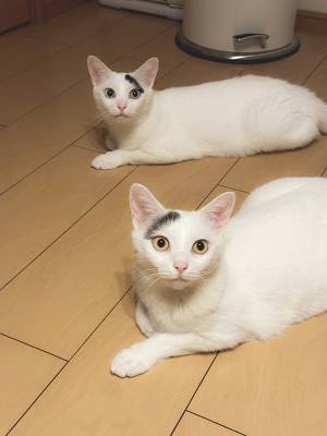 『おやつの箱』に反応した双子の猫　その姿に「思わず吹いた」「シンクロ率すごい」