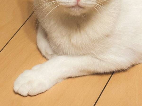 『おやつの箱』に反応した双子の猫　その姿に「思わず吹いた」「シンクロ率すごい」