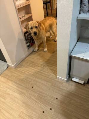 飼い主がエサを落として？　ラブラドールレトリバーの顔に「笑った」「いい子」