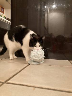 寒い日の朝、靴下を持ってきてくれた愛猫　その後の１枚に「大笑いした」