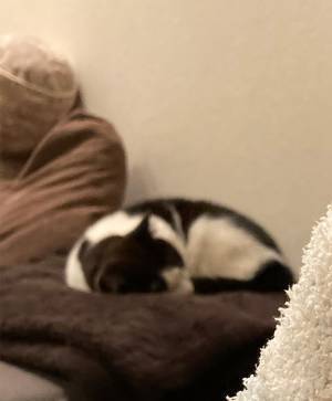 寒い日の朝、靴下を持ってきてくれた愛猫　その後の１枚に「大笑いした」