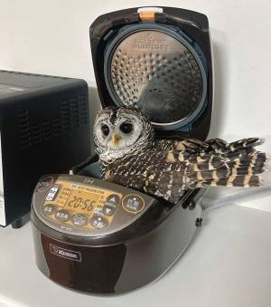 炊飯器の中に潜むのは？　意外な動物に「えええ」「何この馴染みっぷり」