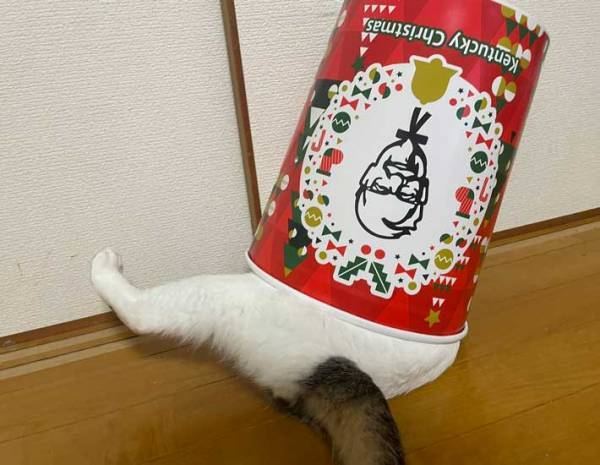 KFCの空箱で遊ぶ猫　勢いよく穴に入ると？「吹いた」「最高です」