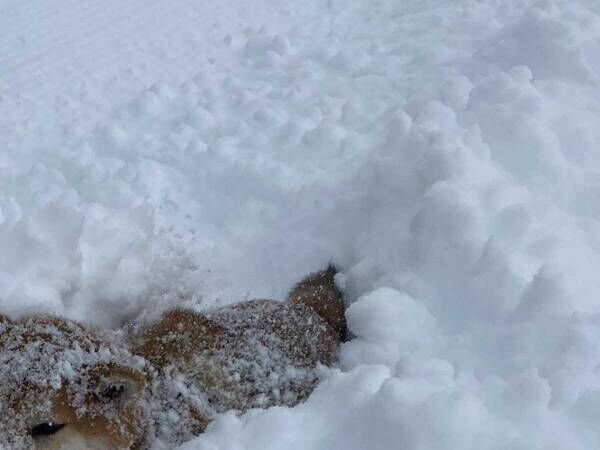 『雪が沈む』と初めて知った柴犬　表情に「笑いすぎてむせた」「どうして…」