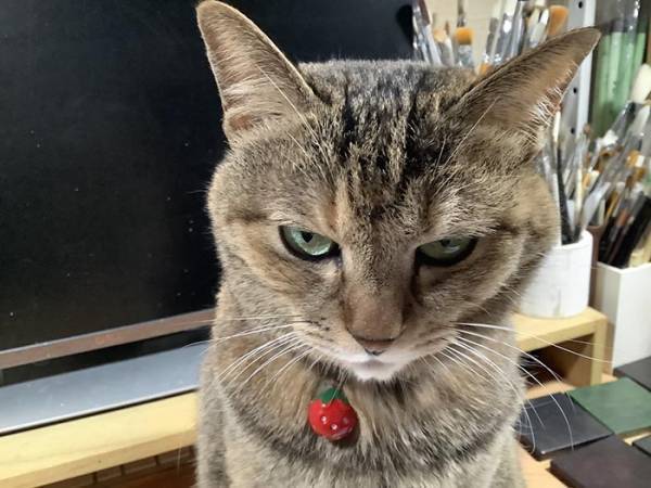 旅行帰りの飼い主に怒り心頭な猫　しかし、おやつをあげると…？