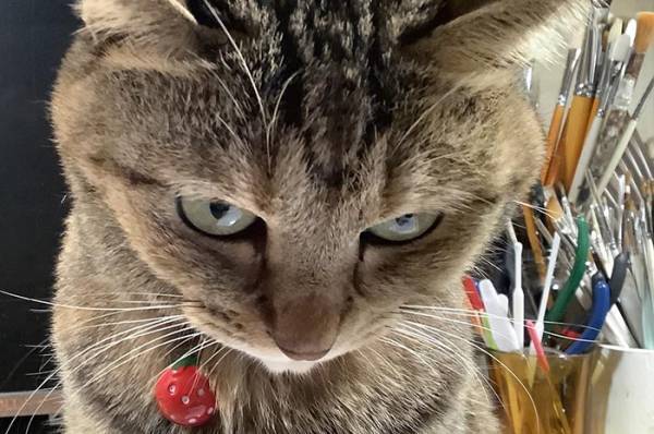 旅行帰りの飼い主に怒り心頭な猫　しかし、おやつをあげると…？