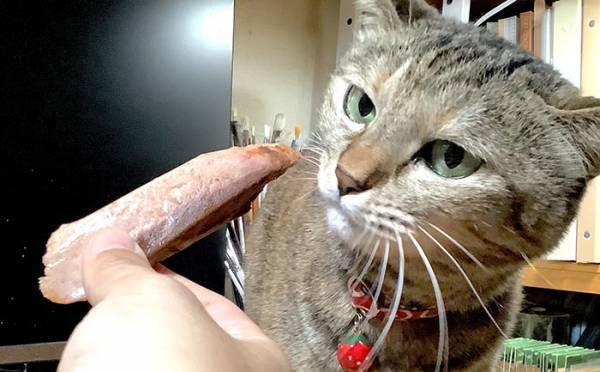 旅行帰りの飼い主に怒り心頭な猫　しかし、おやつをあげると…？