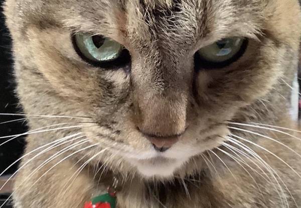 旅行帰りの飼い主に怒り心頭な猫　しかし、おやつをあげると…？