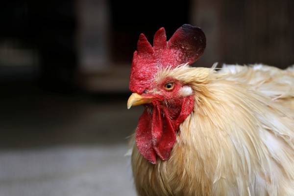 卵の白玉と赤玉　違いは何？　企業の解説に「そうだったのか！」