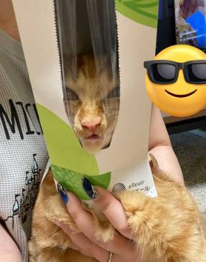 途方に暮れる猫　６万『いいね』のワケに「ごめん笑った」「いい顔をしてる」