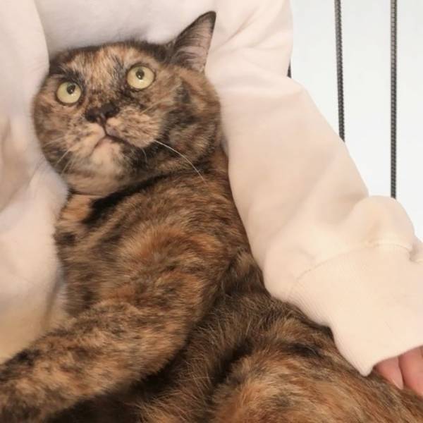 夫の腕の中でぶりっ子する猫　妻の前では？「顔、顔ー！」「腹抱えて笑った」