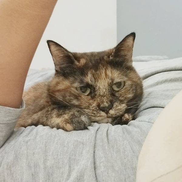 夫の腕の中でぶりっ子する猫　妻の前では？「顔、顔ー！」「腹抱えて笑った」