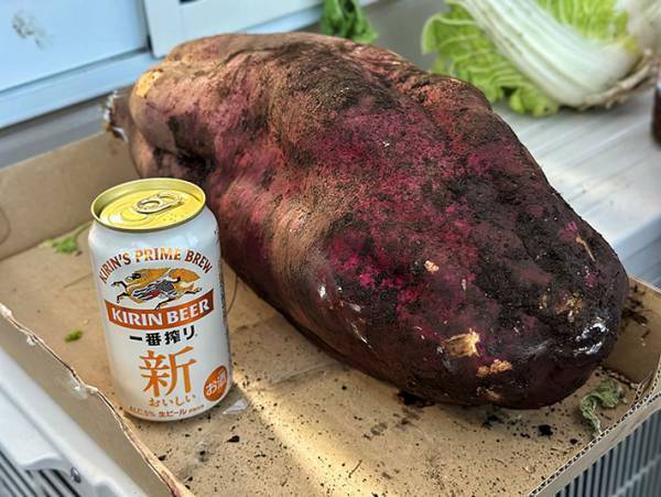 さつまいものサイズがバグった！　白菜と比較すると？