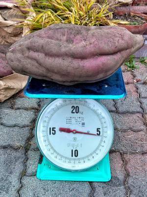 さつまいものサイズがバグった！　白菜と比較すると？