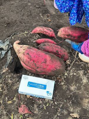 さつまいものサイズがバグった！　白菜と比較すると？